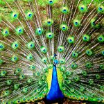 Eu vou fazer a CORREÇÃO DE COR de seu vídeo