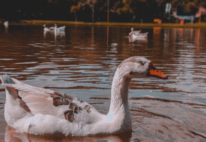 Eu vou Editar 12 fotos sua por 20 reais