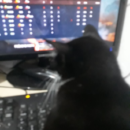 Foto do perfil do trabalhador freelancer
