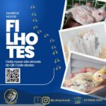 Eu vou criar suas artes para redes sociais