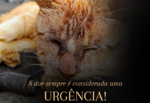 Eu vou fazer o design de um post para o seu intagram