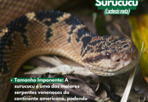 Eu vou realizar serviços de redator.
