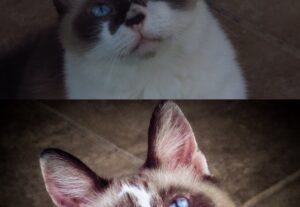Eu vou dar vida às suas fotos