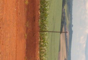 Eu vou fazer textos, tradução vídeo fotos.
