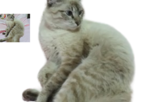 Eu vou Remover o fundo de fotos dos seus produtos para branc...