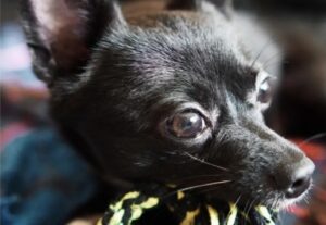 Eu vou fazer propagandas com videos de pet.