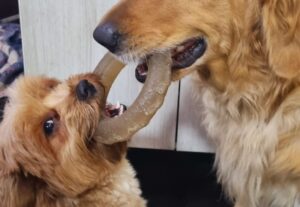 Eu vou gravar a melhor Publi c/meus dogs pro seu nicho pet
