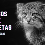 Eu vou criar as melhores logos e vinhetas para você