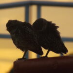 Eu vou tirar ate 10 fotos de paisagens naturais para você