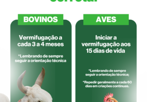 Eu vou fazer a arte perfeita para a sua rede social