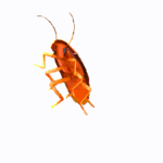Eu vou resolver bugs em programas
