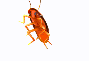 Eu vou resolver bugs em programas