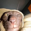 Foto do perfil do trabalhador freelancer