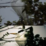 Eu vou editar 2 fotos com qualidade profissional.