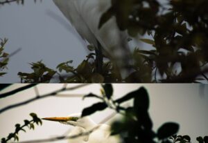 Eu vou editar 2 fotos com qualidade profissional.
