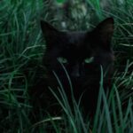 Eu vou fazer vídeos estilo dark do seu nicho.