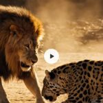 Eu vou Fazer seus 5 vídeos virais de ia pra tik Tok e youtub...