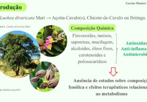 Eu vou fazer sua apresentação de slide