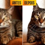 Eu vou melhorar a sua imagem.