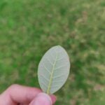 Eu vou fazer a sua foto ter uma qualidade de outro mundo