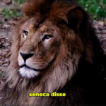 Eu vou editar seu Reels ou TikTok com Legenda Viral