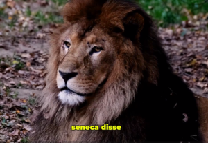 Eu vou editar seu Reels ou TikTok com Legenda Viral