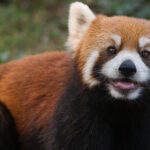 Eu vou Modificar qualquer foto, documentos e comprovantes