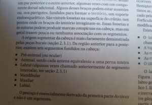 Eu vou escrever uma revisão bibliografica para você