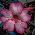 Eu vou fazer edição de fotos profissionais