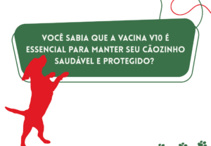 Eu vou criar um carrossel para Instagram