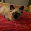 Foto do perfil do trabalhador freelancer