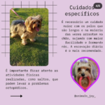 Eu vou realizar Posts Profissionais e Criativos