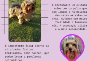 Eu vou realizar Posts Profissionais e Criativos