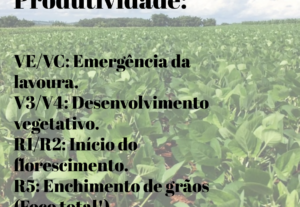 Eu vou Fazer postagens profissionais para suas redes sociais