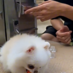 Eu vou fazer edições para Reels e TikTok de até 1 minuto