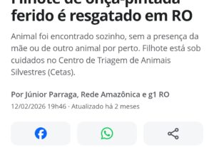 Eu vou fazer textos jornalísticos a partir da sua apuração.