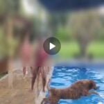 Eu vou editar seu vídeo para Reels, Shorts ou TikTok