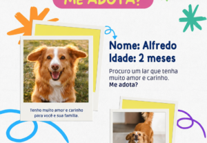 Eu vou criar mídias sociais para sua empresa