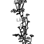 Eu vou fazer o desenho da sua tatuagem.