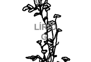 Eu vou fazer o desenho da sua tatuagem.