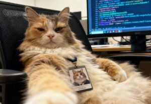 Eu vou criar seu bot Discord com hospedagem