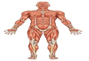 Eu vou dar aulas de reforço de Anatomia Básica